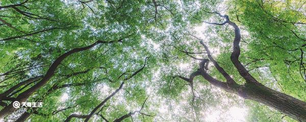 树干被冻裂的树为什么还能活 为什么树干被冻裂的树还能活