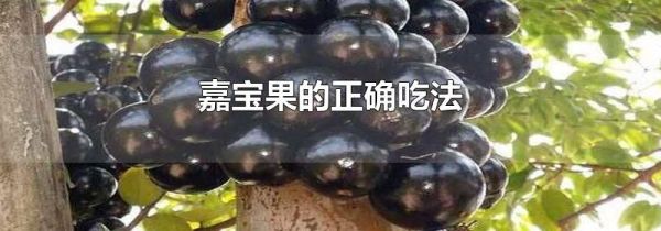 嘉宝果的正确吃法