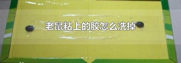 老鼠粘上的胶怎么洗掉