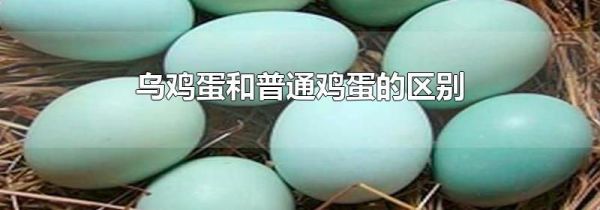 乌鸡蛋和普通鸡蛋的区别