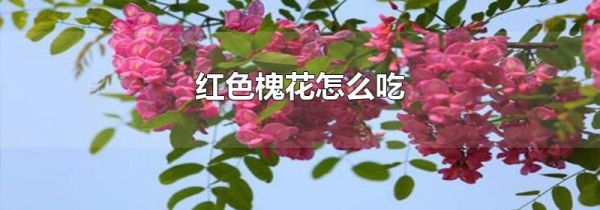 红色槐花怎么吃