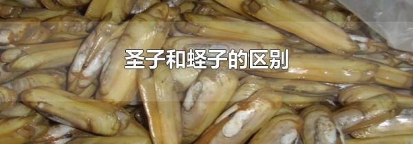 圣子和蛏子的区别