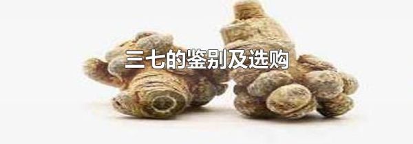 三七的鉴别及选购