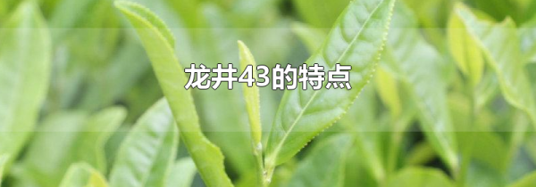 龙井43的特点