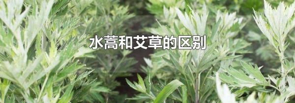 水蒿和艾草的区别