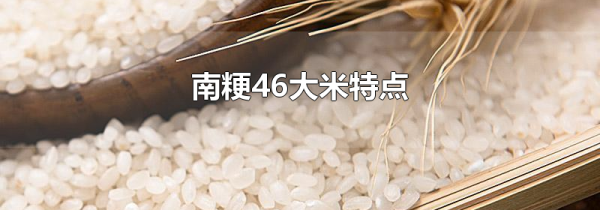南粳46大米特点