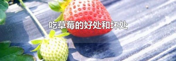 吃草莓的好处和坏处