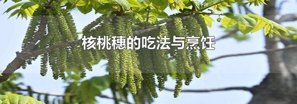 核桃穗的吃法与烹饪