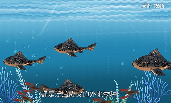 清道夫鱼能吃吗