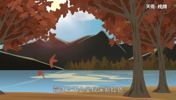 香山红叶几月份好看 去香山看红叶哪月好