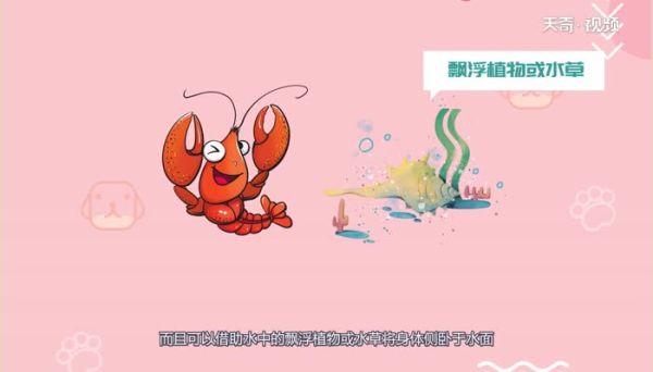 小龙虾在水里会淹死吗  小龙虾会淹死在水里吗