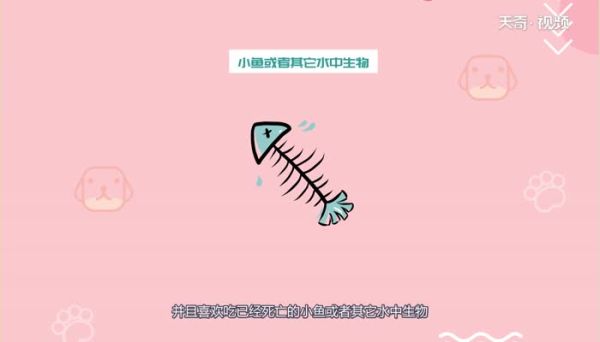 小龙虾在水里会淹死吗  小龙虾会淹死在水里吗
