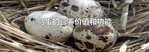 鸟蛋的营养价值和功能