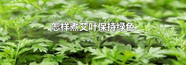 怎样煮艾叶保持绿色