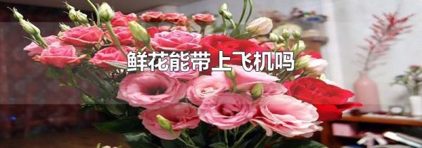 鲜花能带上飞机吗