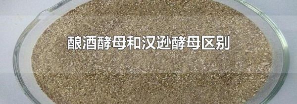 酿酒酵母和汉逊酵母区别