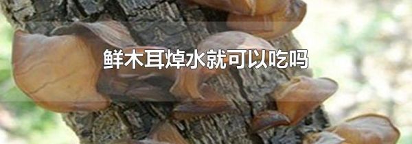 鲜木耳焯水就可以吃吗