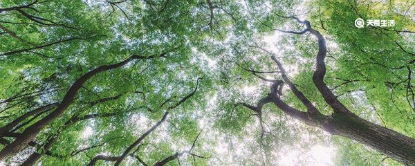 为什么人工林比天然林更容易发生病虫害 人工林比天然林为什么更容易发生病虫害
