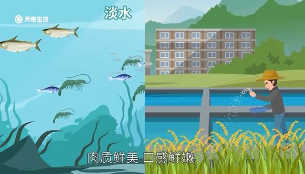 青虾和基围虾的区别 青虾和基围虾的区别介绍