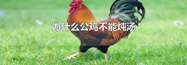 为什么公鸡不能炖汤