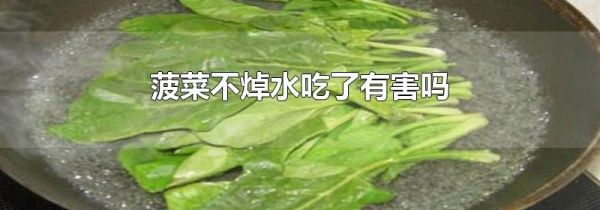 菠菜不焯水吃了有害吗