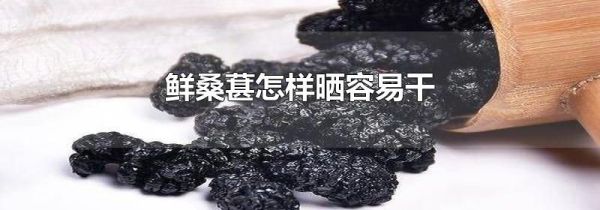 鲜桑葚怎样晒容易干