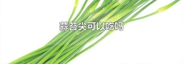 蒜苔尖可以吃吗