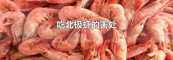 吃北极虾的害处
