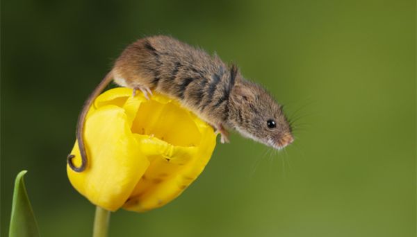 咬牙切齿代表什么生肖 咬牙切齿是什么生肖