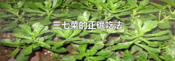 三七菜的正确吃法