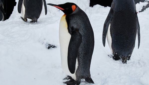 南极动物有哪些 南极有哪些动物
