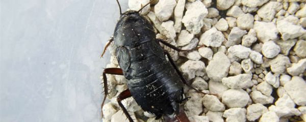 遇到蟑螂应该怎么处理 处理蟑螂的正确方法