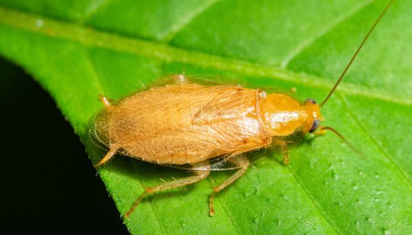 遇到蟑螂应该怎么处理 处理蟑螂的正确方法