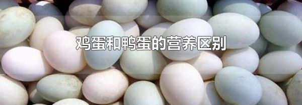 鸡蛋和鸭蛋的营养区别