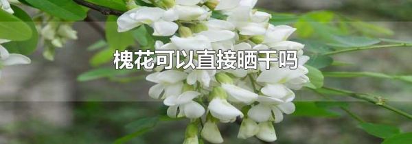 槐花可以直接晒干吗