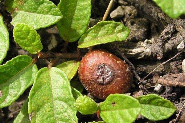 地石榴的功效与作用 地石榴的功效与作用及食用方法