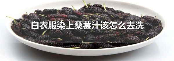 白衣服染上桑葚汁该怎么去洗