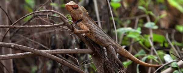 壁虎被粘鼠板粘住了怎么办 壁虎粘在粘鼠板上怎么拿下来