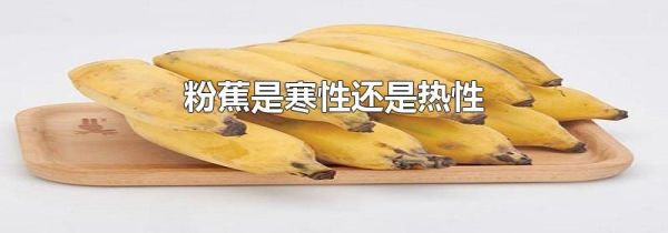 粉蕉是寒性还是热性
