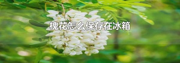槐花怎么保存在冰箱