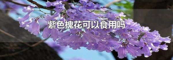 紫色槐花可以食用吗