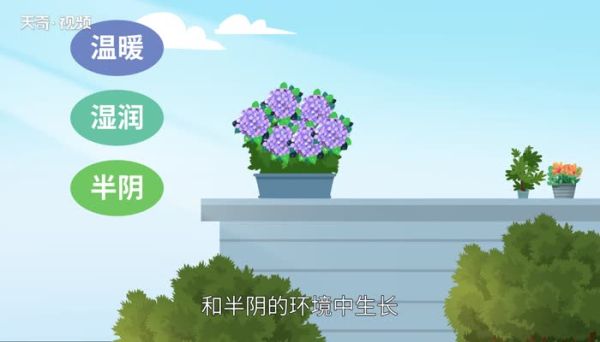 绣球花花语  绣球花花语是什么意思