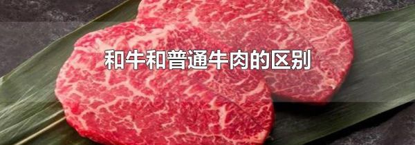 和牛和普通牛肉的区别
