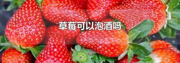 草莓可以泡酒吗