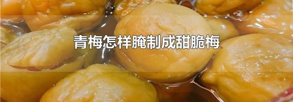 青梅怎样腌制成甜脆梅