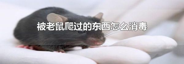 被老鼠爬过的东西怎么消毒
