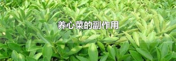 养心菜的副作用