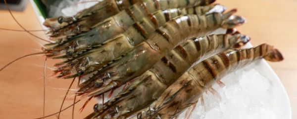 虾和芹菜能一起吃吗 虾和芹菜能不能一起吃