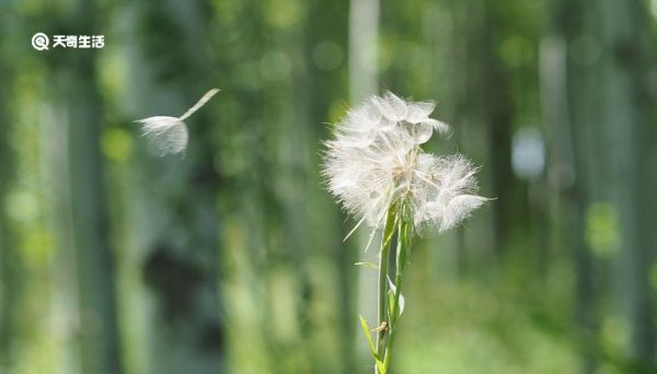 种子传播的方法 植物如何传播种子