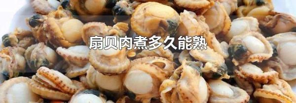 扇贝肉煮多久能熟